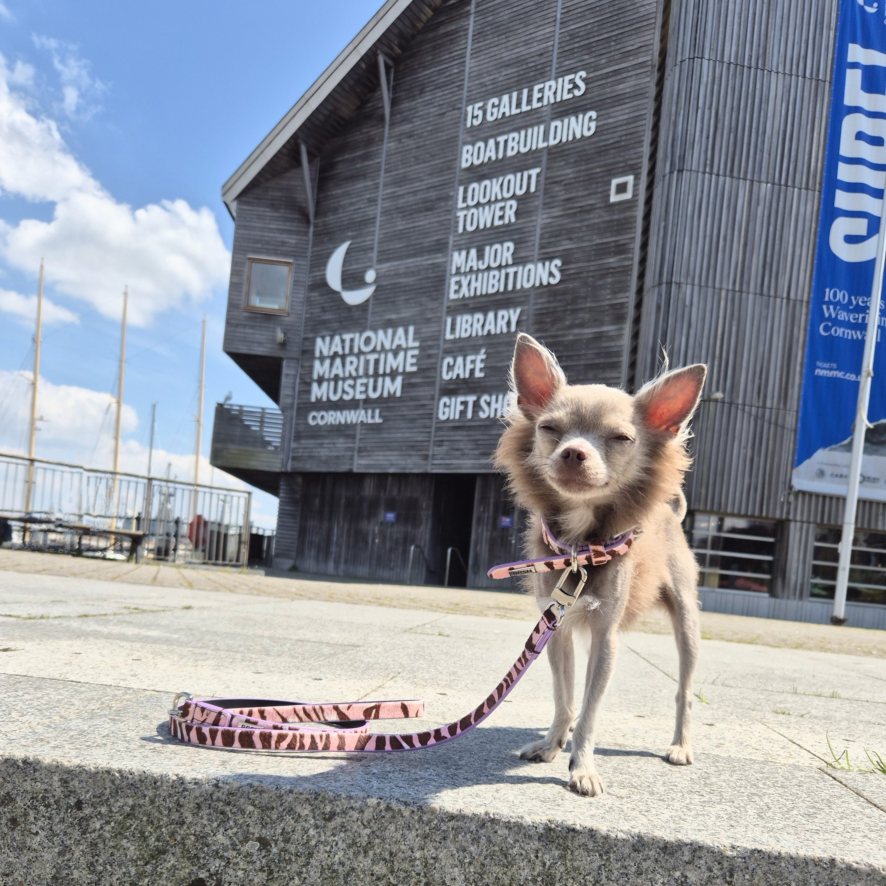 Mini Mabel, a small grey chihuahua with alopecia, posing in front of the National Maritime Museum Cornwall with a proud stance and sassy attitude.