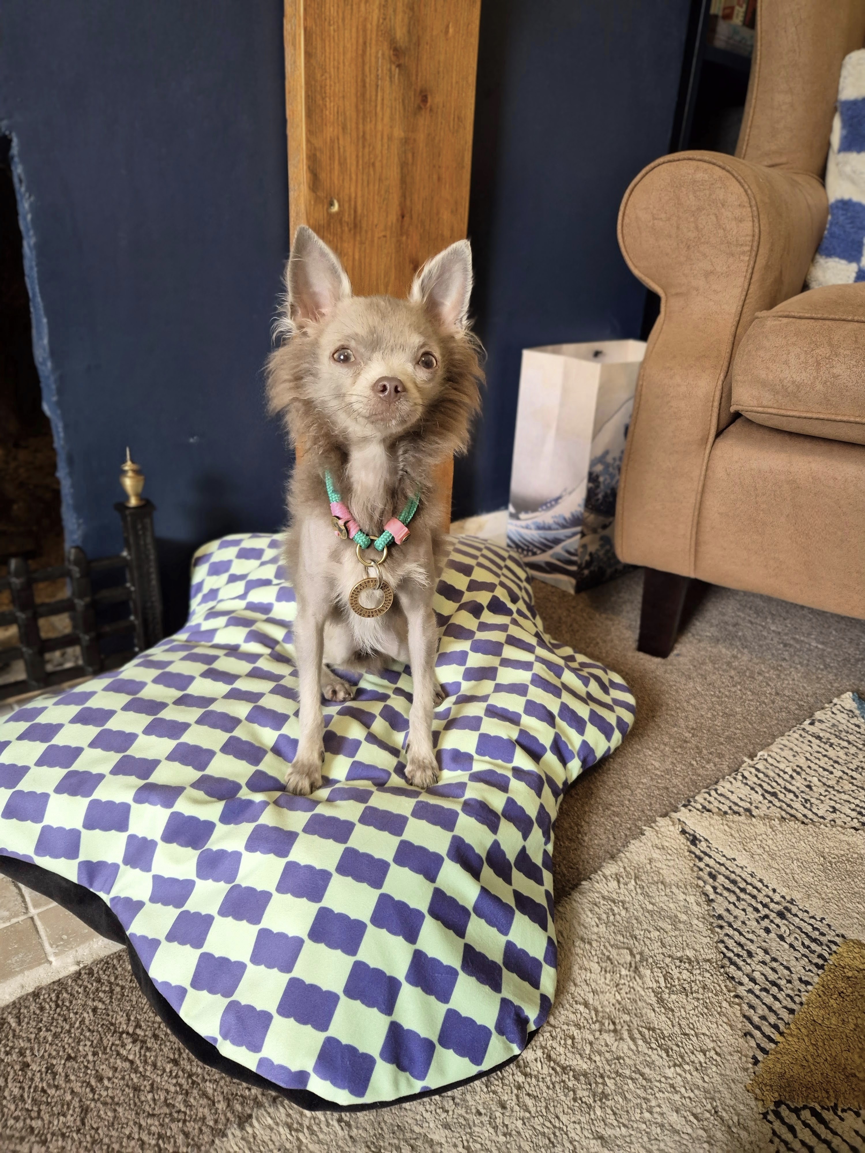 Mini Mabel, a tiny chihuahua with alopecia, sat on top of her new luxury, stylish dog bed from Fox&Furb. 