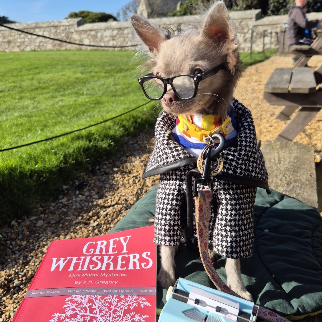 Mini Mabel, a tiny grey chihuahua with alopecia is sat on a bench in a hounsdtooth coat, wearing glasses, next to her novel Grey Whiskers, a Mini Mabel Mystery