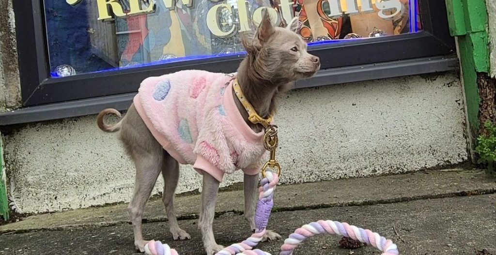 Truro Takeover: The Tiny Shopaholic Strikes Again!